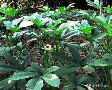 透红小丑红肚葵:锦葵、蜀葵、秋葵三种植物怎么区分？