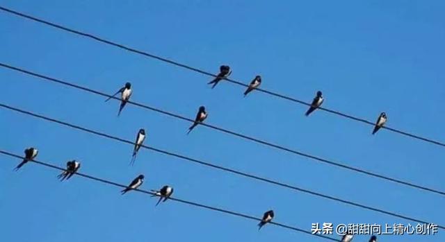 小鸟站在高压线上为什么不会触电，小鸟在电线上为什么不会触电