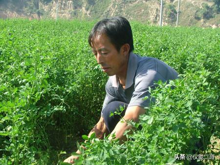 紫花苜蓿草保护价:紫花苜蓿草种植时间 羊吃了苜蓿草肚子发胀是什么原因？