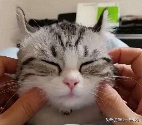 发腮是什么意思:公猫发腮是什么意思 猫咪什么时候长出猫腮，猫的腮部位于哪里？