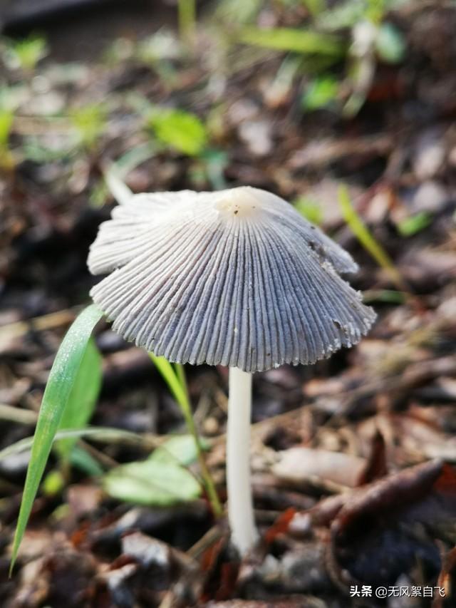 手机拍照时应该怎样正确持机，可以保证拍摄清晰，稳定
