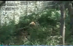 古鬣犬:10只鬣狗能搞定东北虎吗？非洲二哥鬣狗在什么情况下能碾压老虎