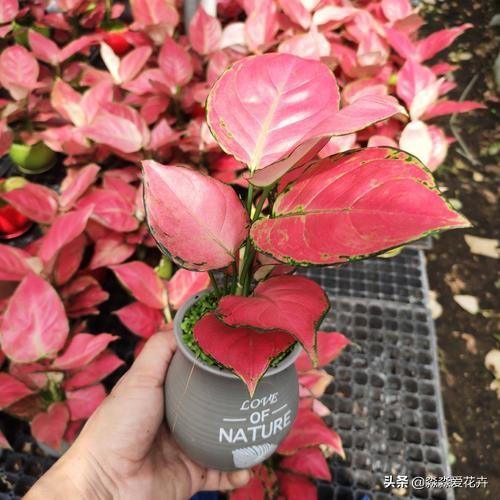 花叶万年青根系发达吗:花叶万年青怎么长得粗壮 花叶万年青怎样盆栽和管理？