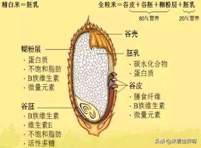 国外肉锥花属种子网站:人类现有的科技水平能不能造出植物种子？为何？