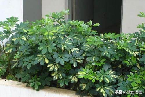 镇宅招财旺人的植物,家里养什么样的植物对身体最有益？