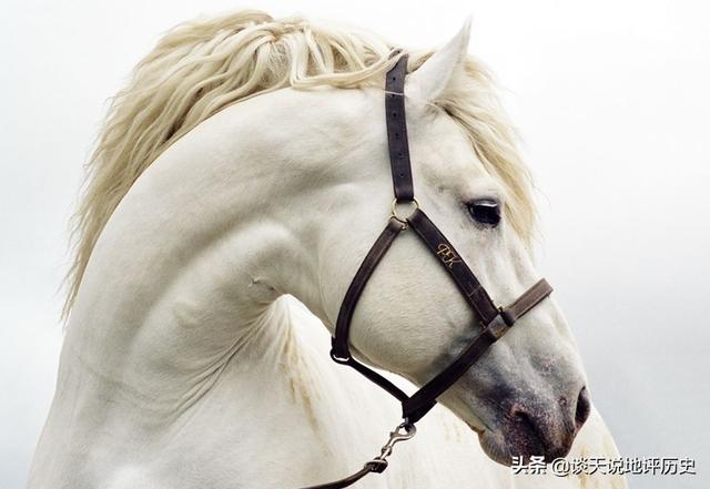 头条问答 - 《三国演义》刘备马跃檀溪的"的卢马",历史上真的有此马吗
