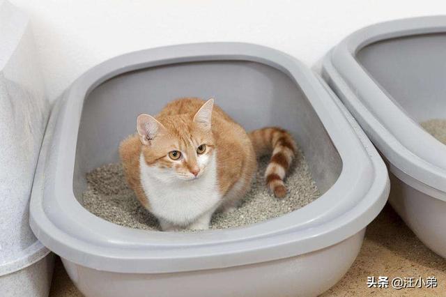 猫咪睡在猫砂盆:把猫独自放在家里七天，猫咪会生气吗？