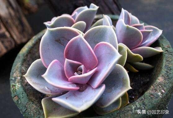 长生草属多肉植物图片:长生草属多肉植物 莲花形状的多肉哪个品种好养活？