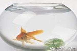养金鱼的技巧:怎样在家里用简易鱼缸养金鱼？