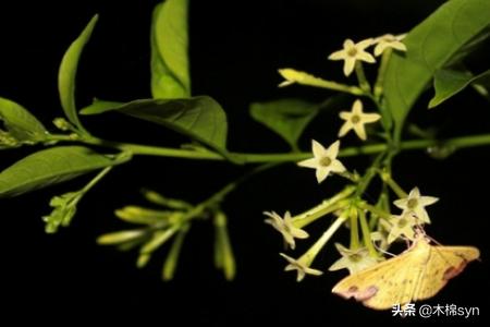 什么植物可以灭蚊子:哪些植物可以养在家里驱蚊虫？