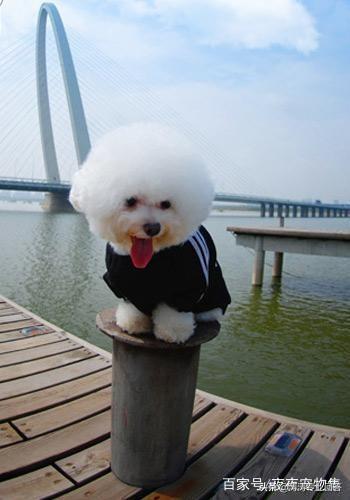 小比熊犬图片:比熊犬有什么样的缺点呢？