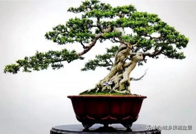 珍珠和雀舌黄杨哪个好:小叶黄杨是向阳出芽吗？怎么管理？