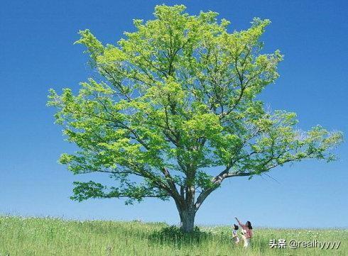 刘绍棠简介:十年树木百年树人插柳之恩终身难忘这句话怎么理解？