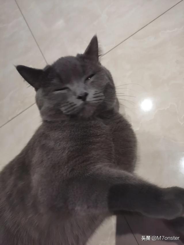 养猫指南:养猫指南漫画 大家都怎么养猫，平时都需要对猫做些什么？