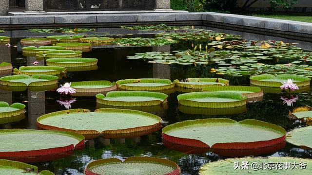 七夕是什么节，七夕是什么时候