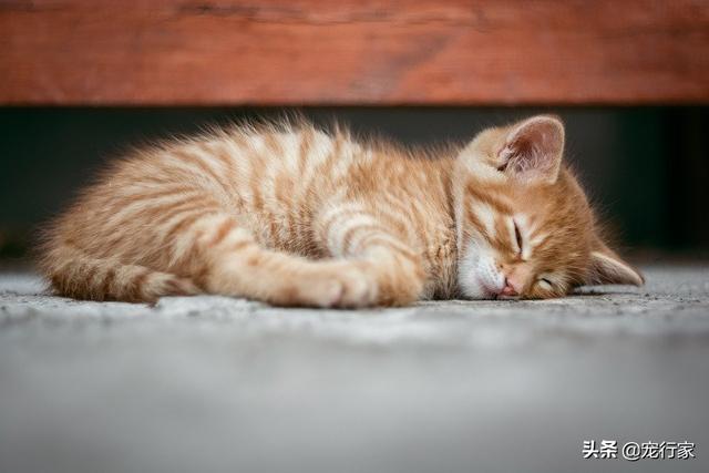 狸花猫宠物知识大全:狸花猫需要每年都打猫三联和狂犬疫苗吗？ 狸花猫花色大全