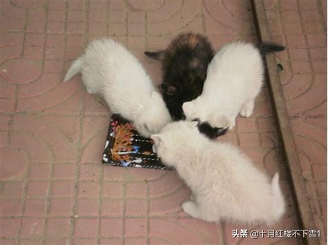 女人养猫好吗风水:备孕真的不能养猫吗？为什么？