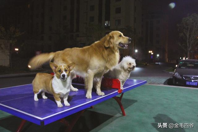 网购360宠物之家图片大全:淘宝上买宠物猫犬有哪些不为人知的黑幕？