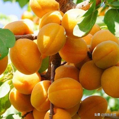 丰收的季节第四集:杏树什么时间收获？果实什么样采摘呢？