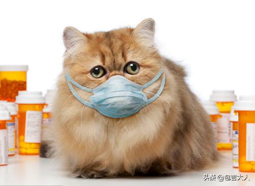 养猫好吗:养猫那么费钱，为什么还有那么多人养猫？