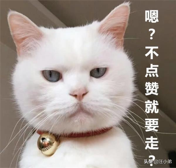 打小猫:主人打了猫，猫会生气吗？