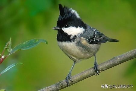 贝子鸟:贝子鸟转头仰顶有什么好办法能彻底治愈？