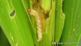 蜱虱消价格:玉米好多钻心虫用什么药可打死？