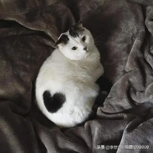 一个月的小土狗有跳蚤:春季跳蚤繁殖，有什么小妙招可以去除狗狗身上的跳蚤吗？ 土狗身上有跳蚤怎么办