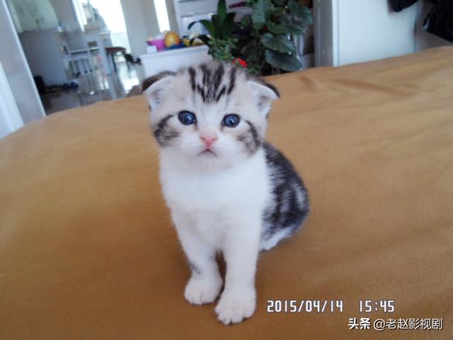 玳瑁色:折耳猫一般流行的颜色分类有哪些？