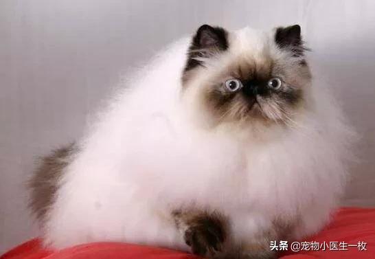 鞍山喜马拉雅种猫:喜马拉雅猫掉毛严重怎么办？