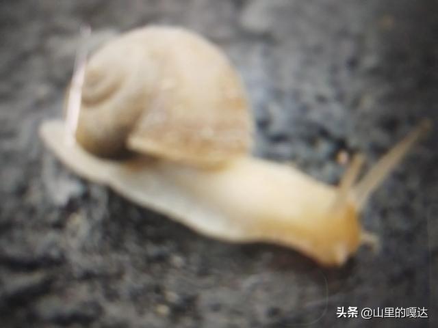 蜗牛和螺到底应该怎么区别？