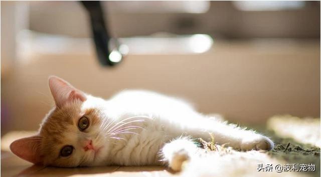猫砂购买:你选猫砂的时候最看重什么？ 我要买猫砂