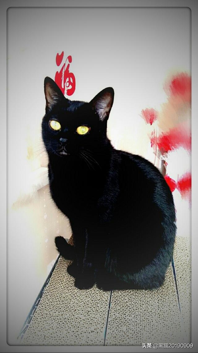 猫坚强:一只娇生惯养的家猫怎么才能蜕变成一个独立自强的猫呢？