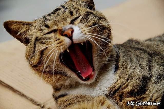 你什么时候被猫的智商震惊了？插图5