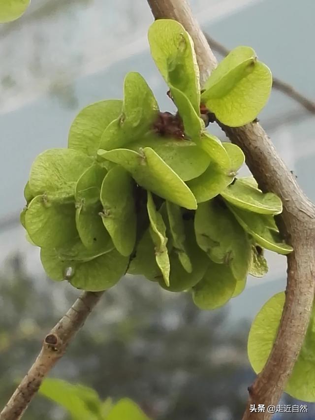 植物的种子如何传播