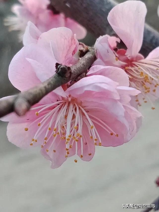 头条问答 梅花香自苦寒来 为什么古人会对梅花有如此特殊的感情 53个回答