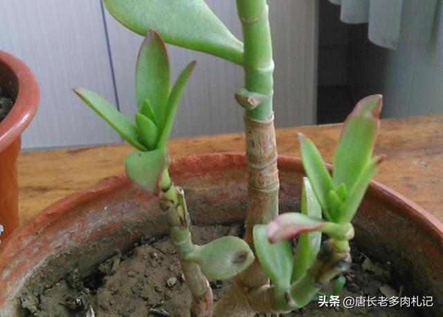 燕子掌图片:多肉植物燕子掌有毒吗？放在室内或者卧室是否合适呢？