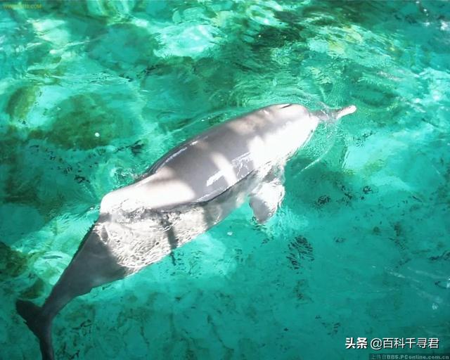 长江禁捕十年,白鱀豚还能保住吗？种群恢复的可能性有多大？