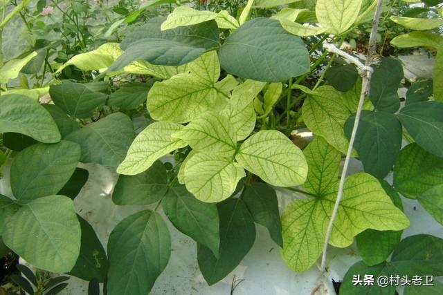 植物必需的营养元素:果树生长发育不可或缺的营养物质有哪些？