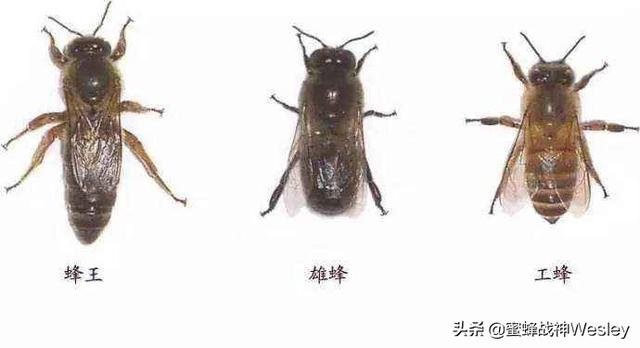 了解有关于蜜蜂的知识:蜜蜂如何知道哪个采蜜的地方最好？有哪些关于蜜蜂的小知识？