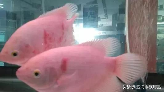 微信网名英文招财:招财鱼和什么吃屎鱼混养好