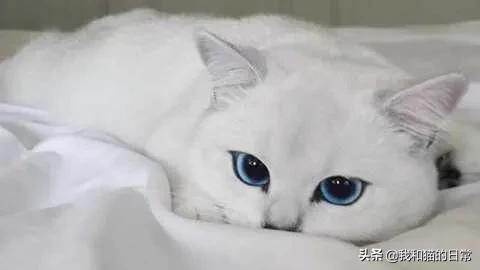 猫瞳孔颜色的代表:小奶猫的眼睛颜色 猫的眼睛为什么会有各种各样的颜色？