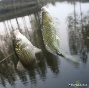 鸟虫鱼论坛:有些珠宝为何要设计成蛇、鸟、鱼、虫的外观？
