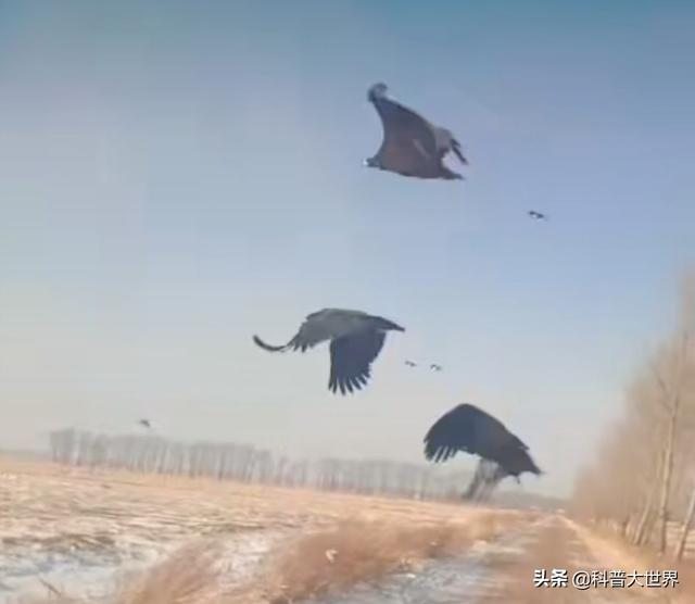 飞翔的大鸟(秃鹫是一种体型巨大的鸟，它张开翅膀时，可达多少米？