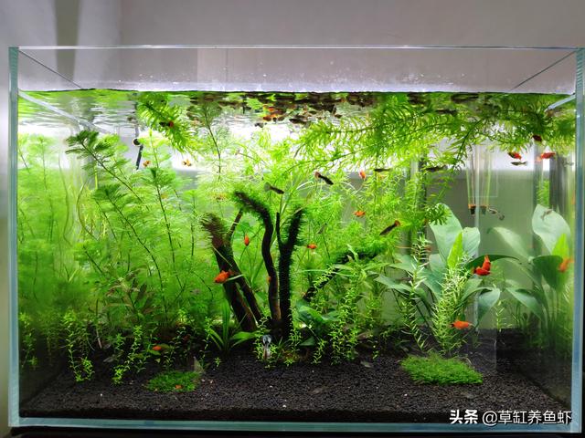 水草造景师招聘:如何把水草种植到水族箱中？