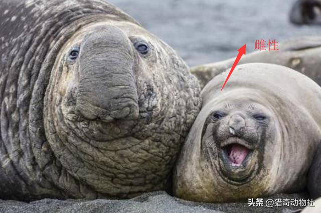 犀牛鬣蜥长多大:白犀牛和象海豹谁更厉害？为什么？