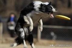 狗接飞盘:如何选择适合狗狗的飞盘？