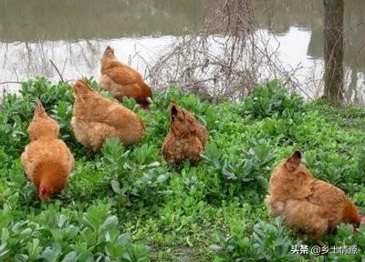 鸡蛔虫病什么症状:鸡蛔虫病有什么症状 家庭圈养的少量鸡要驱虫吗？