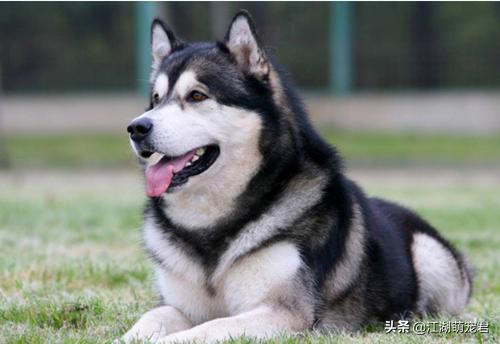 阿拉斯加犬性格忠实活泼:金毛、萨摩耶、阿拉斯加、边牧，这四种哪种适合第一次养狗的人？