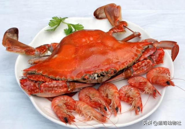 上海毛蚶和血蚶是禁售，为什么感觉杀螃蟹的时候看不到血